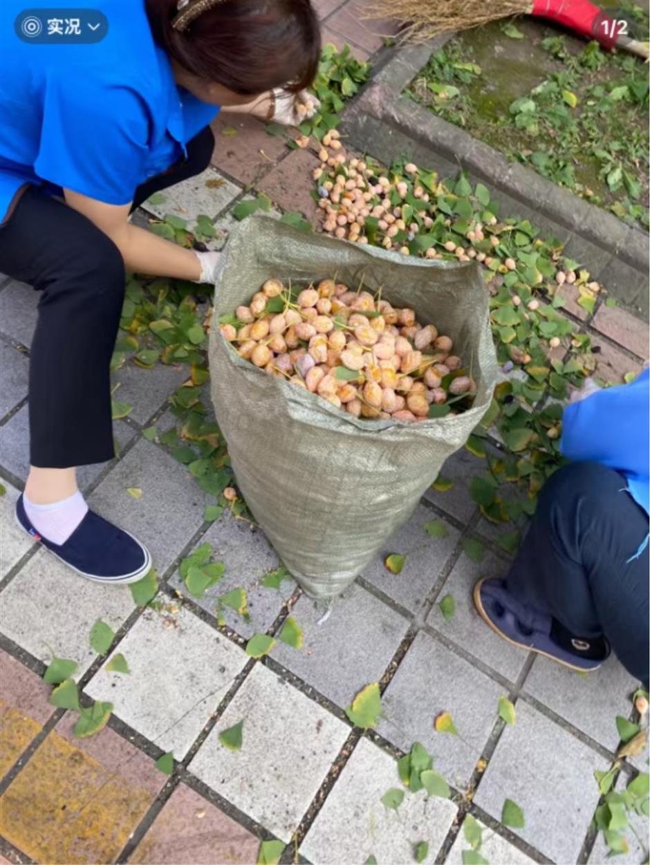 Pretty But Poisonous: Authorities Warn of Ginkgo Fruit Risks