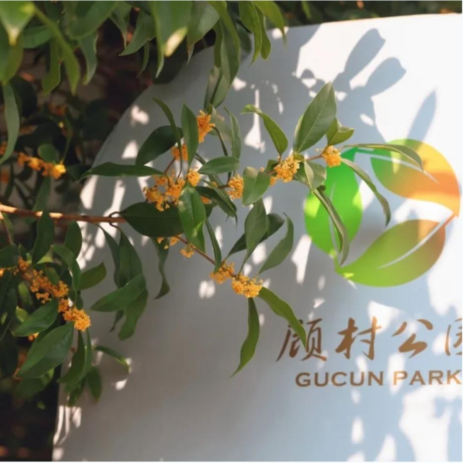 上海秋天花式玩法!一波精彩體驗別錯過