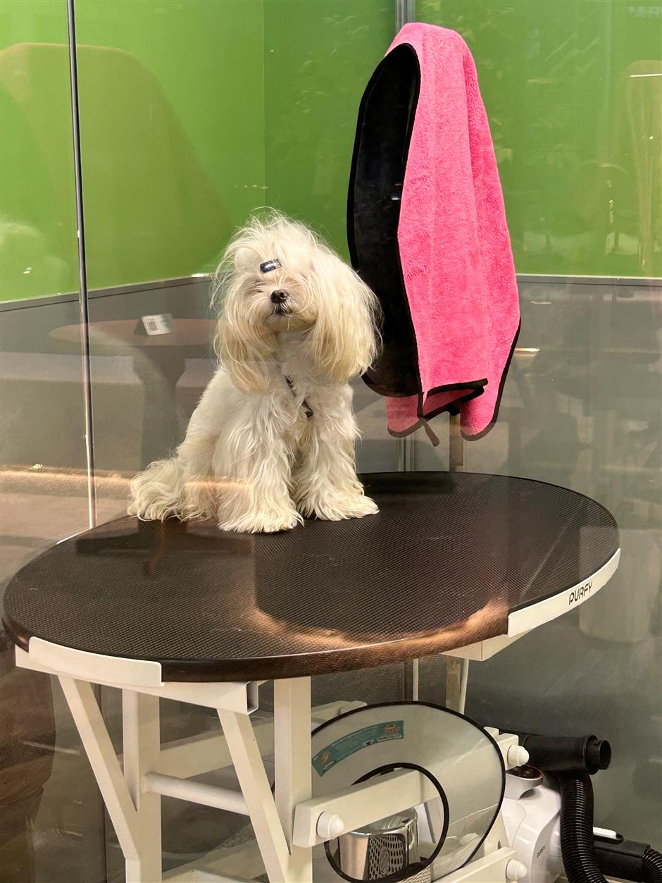 [First in Shanghai] Have a Pet? Shanghai's Pet Market is Huge