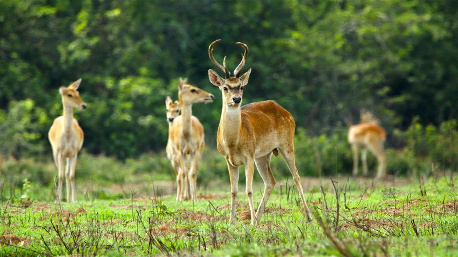 Shedding Light on China's Rich Biodiversity: 'Our National Park' New Season Airs Tomorrow