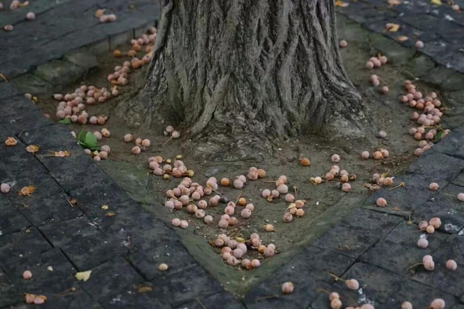 Pretty But Poisonous: Authorities Warn of Ginkgo Fruit Risks
