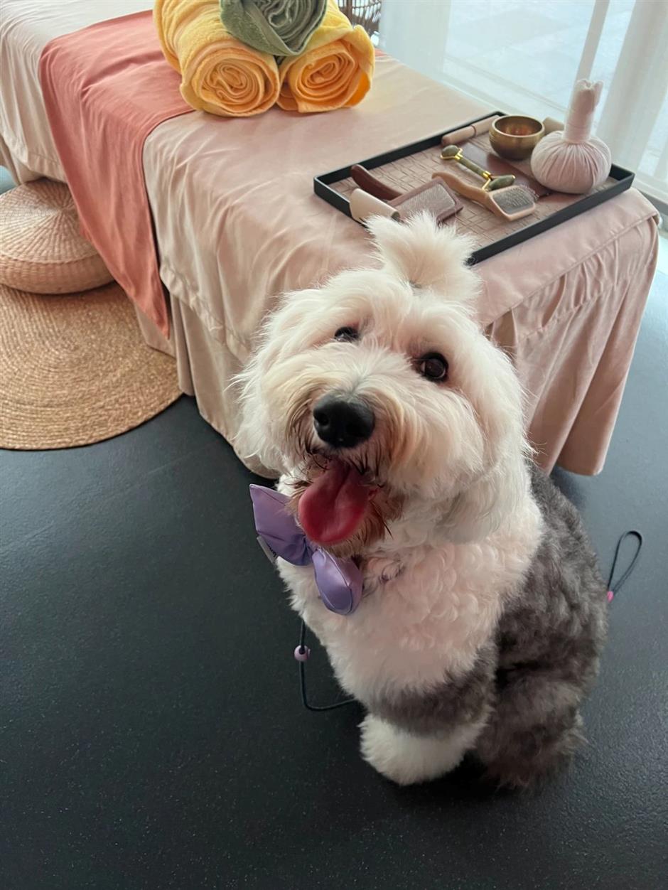 [First in Shanghai] Have a Pet? Shanghai's Pet Market is Huge