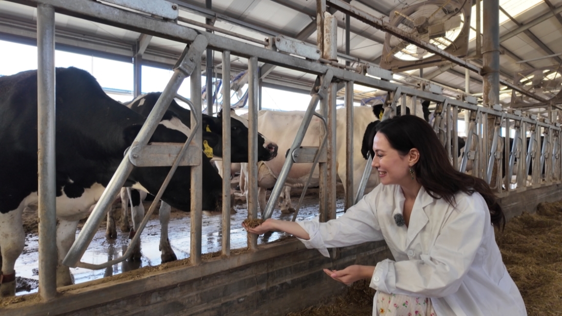 Xinjiang's Bounty Ep 2: Smart Milking – From Cow to Tank