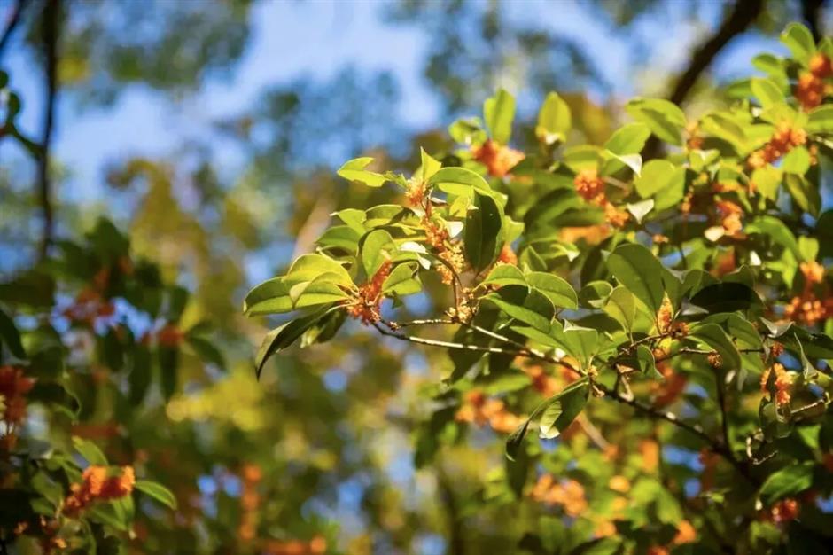 Sheshan Beckons as Tourism Carnival Opens on Friday