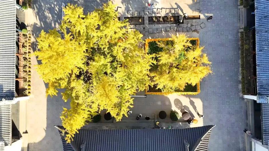 Ancient temple, ginkgo tree included in national preservation list