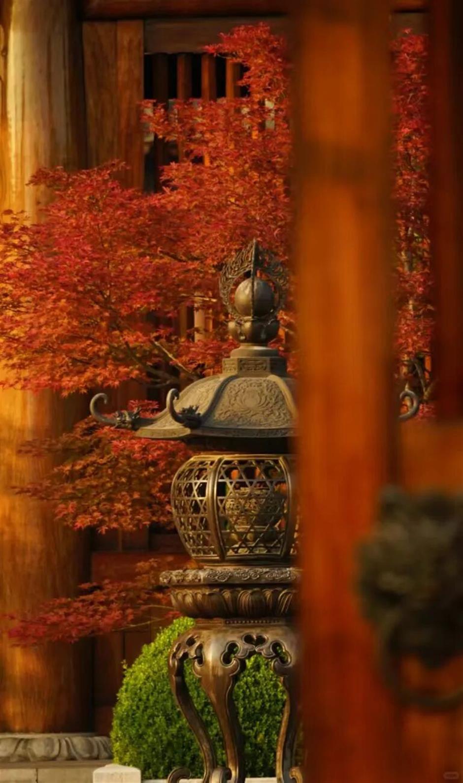 上海第一棵枫树红了!在这个古建筑里梦回大唐→