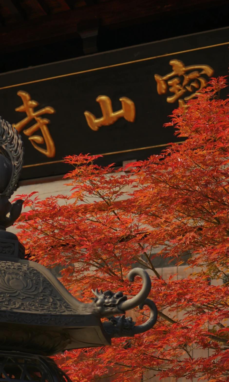 上海第一棵枫树红了!在这个古建筑里梦回大唐→