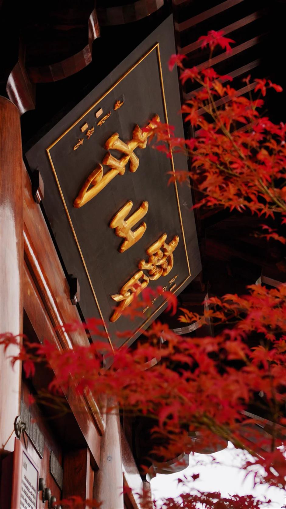 上海第一棵枫树红了!在这个古建筑里梦回大唐→