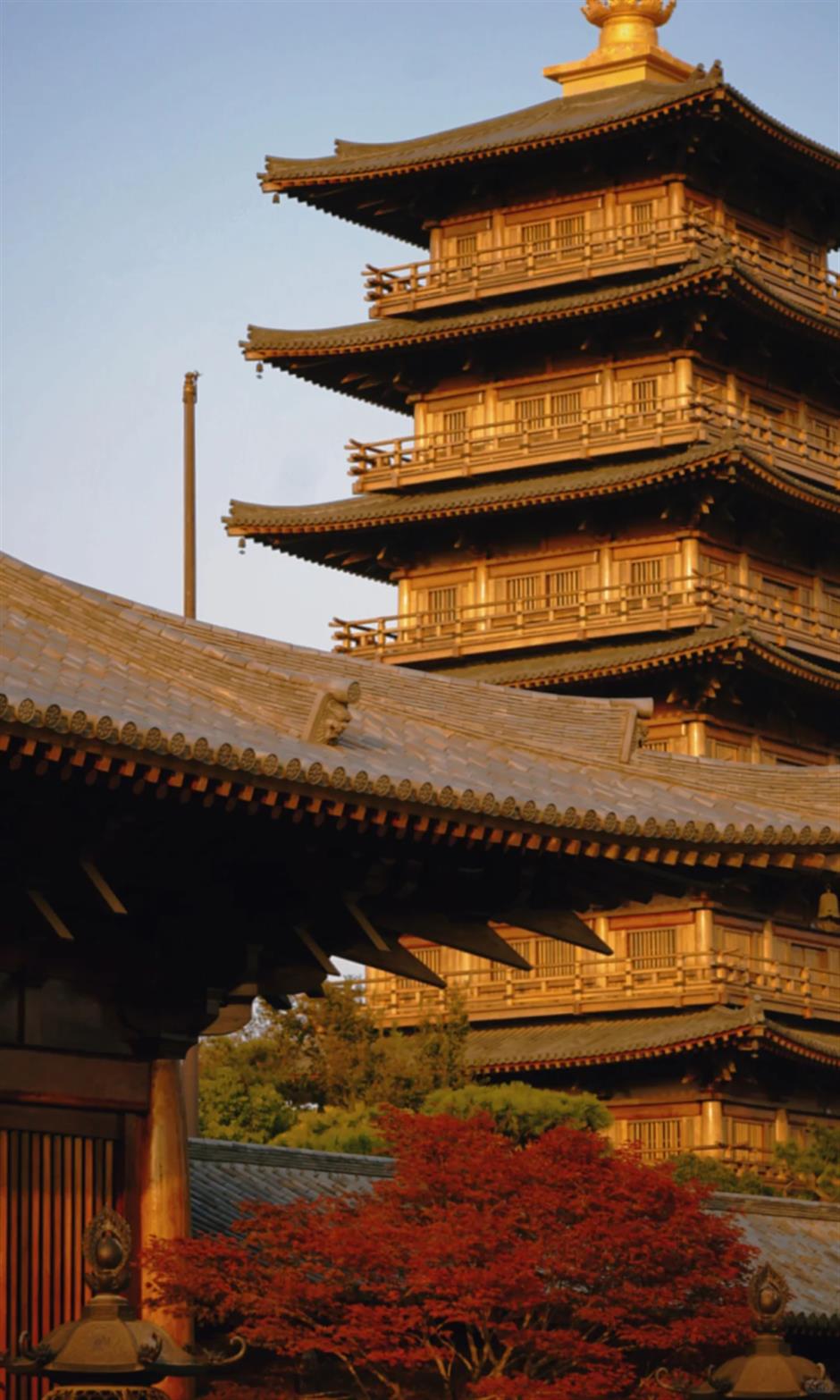 上海第一棵枫树红了!在这个古建筑里梦回大唐→