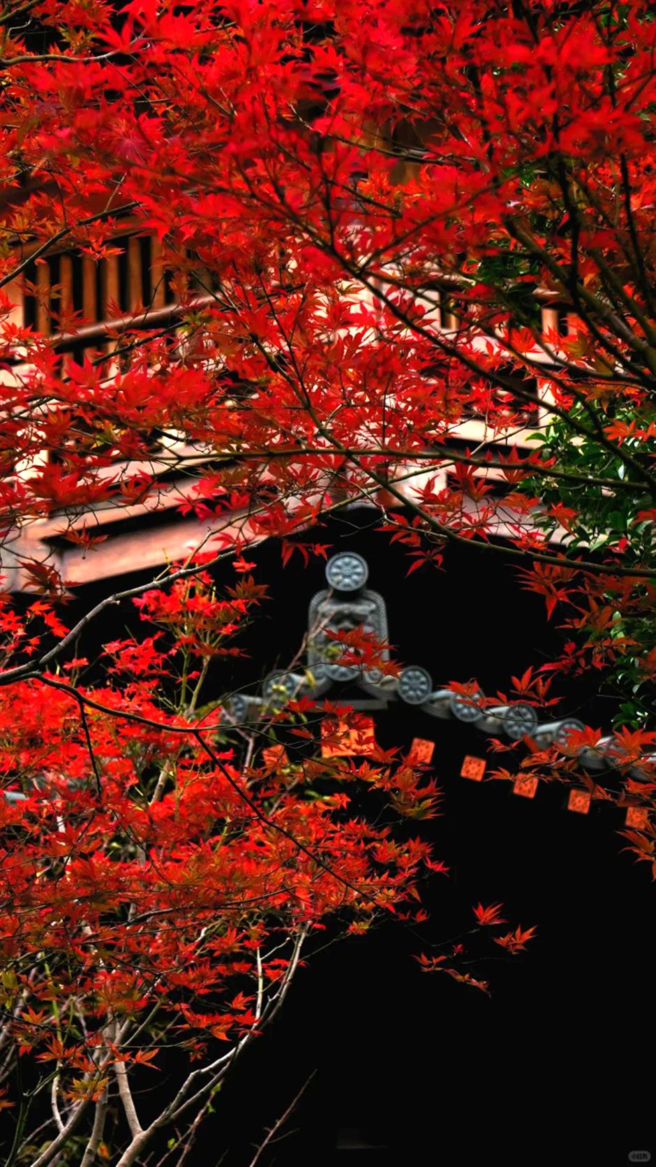 上海第一棵枫树红了!在这个古建筑里梦回大唐→