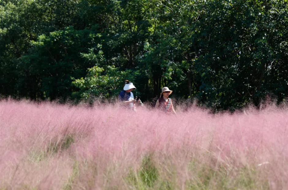 上海又一波粉黛花海,这些冷门地超惊艳!