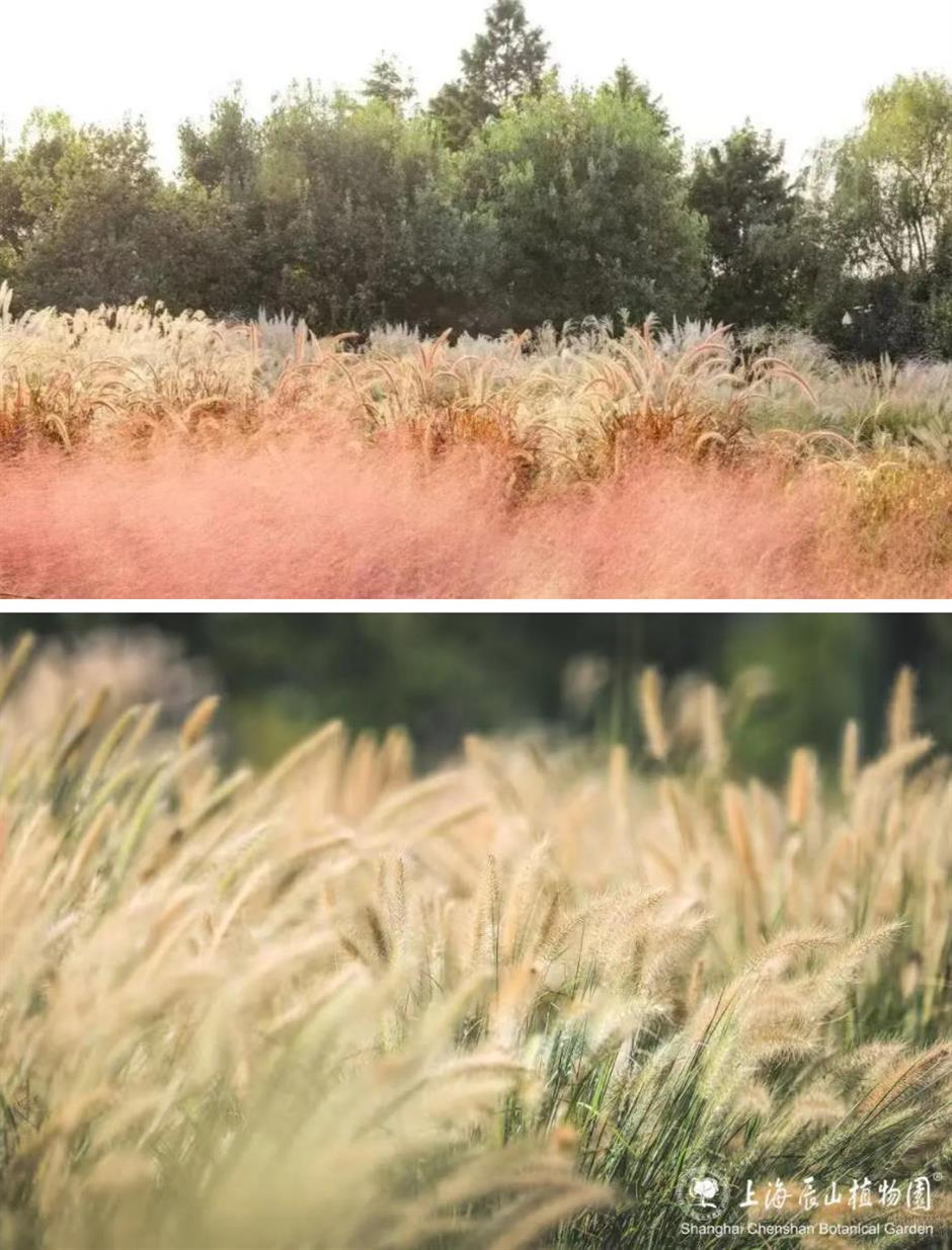 秋日限定:一半花海浪漫,一半园林诗意,再添登高寻韵