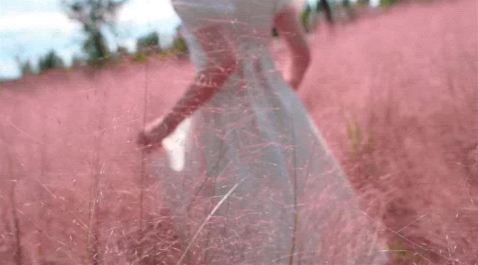 上海又一波粉黛花海,这些冷门地超惊艳!