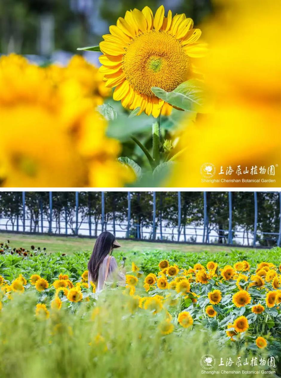 秋日限定:一半花海浪漫,一半园林诗意,再添登高寻韵