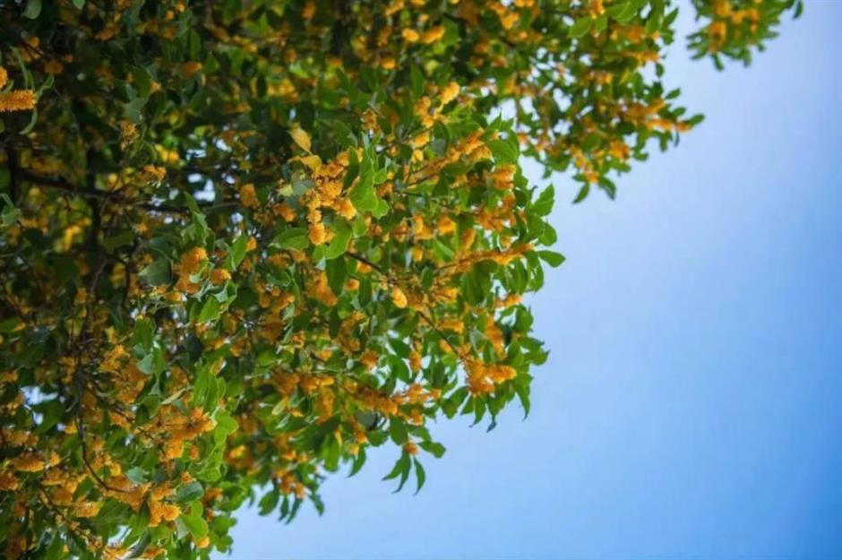 秋日限定:一半花海浪漫,一半园林诗意,再添登高寻韵