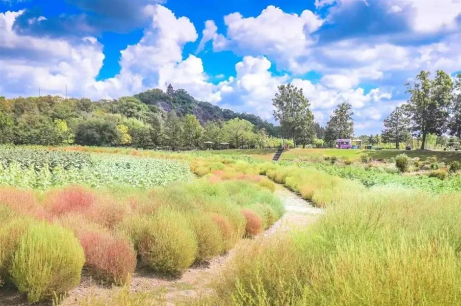 秋日限定:一半花海浪漫,一半园林诗意,再添登高寻韵