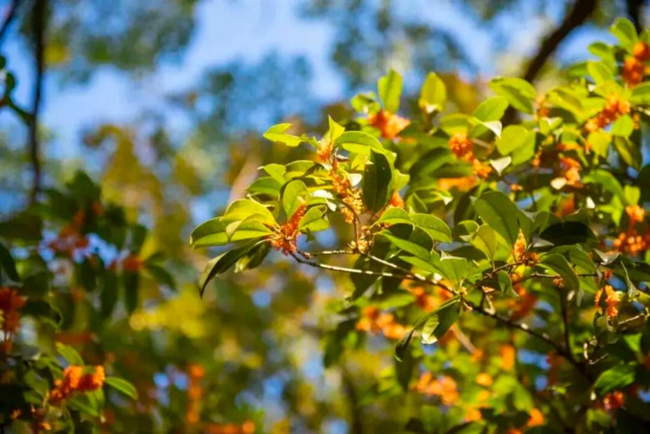 秋日限定:一半花海浪漫,一半园林诗意,再添登高寻韵