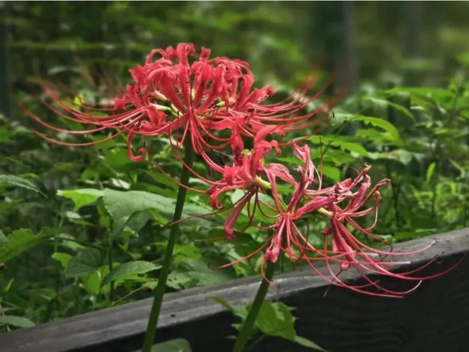 秋日限定:一半花海浪漫,一半园林诗意,再添登高寻韵