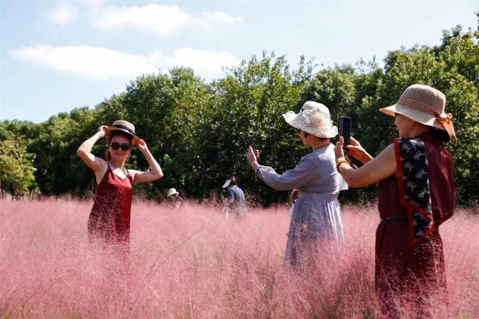 上海又一波粉黛花海,这些冷门地超惊艳!