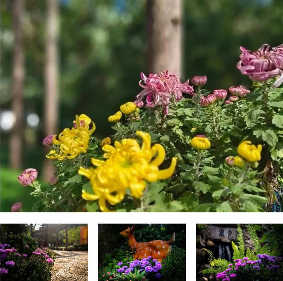 秋日限定:一半花海浪漫,一半园林诗意,再添登高寻韵