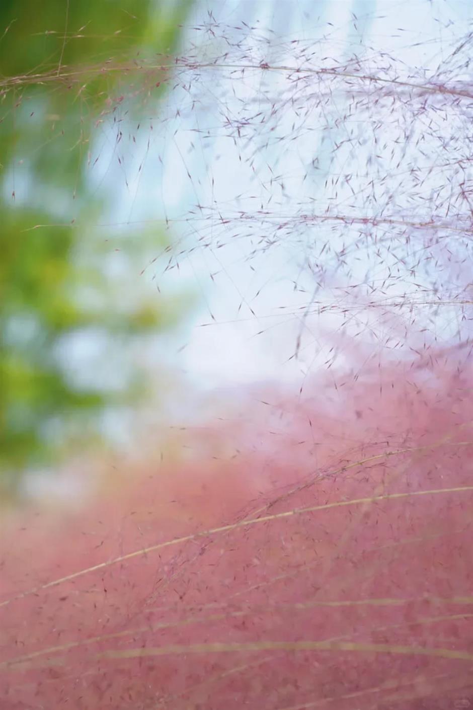 上海又一波粉黛花海,这些冷门地超惊艳!