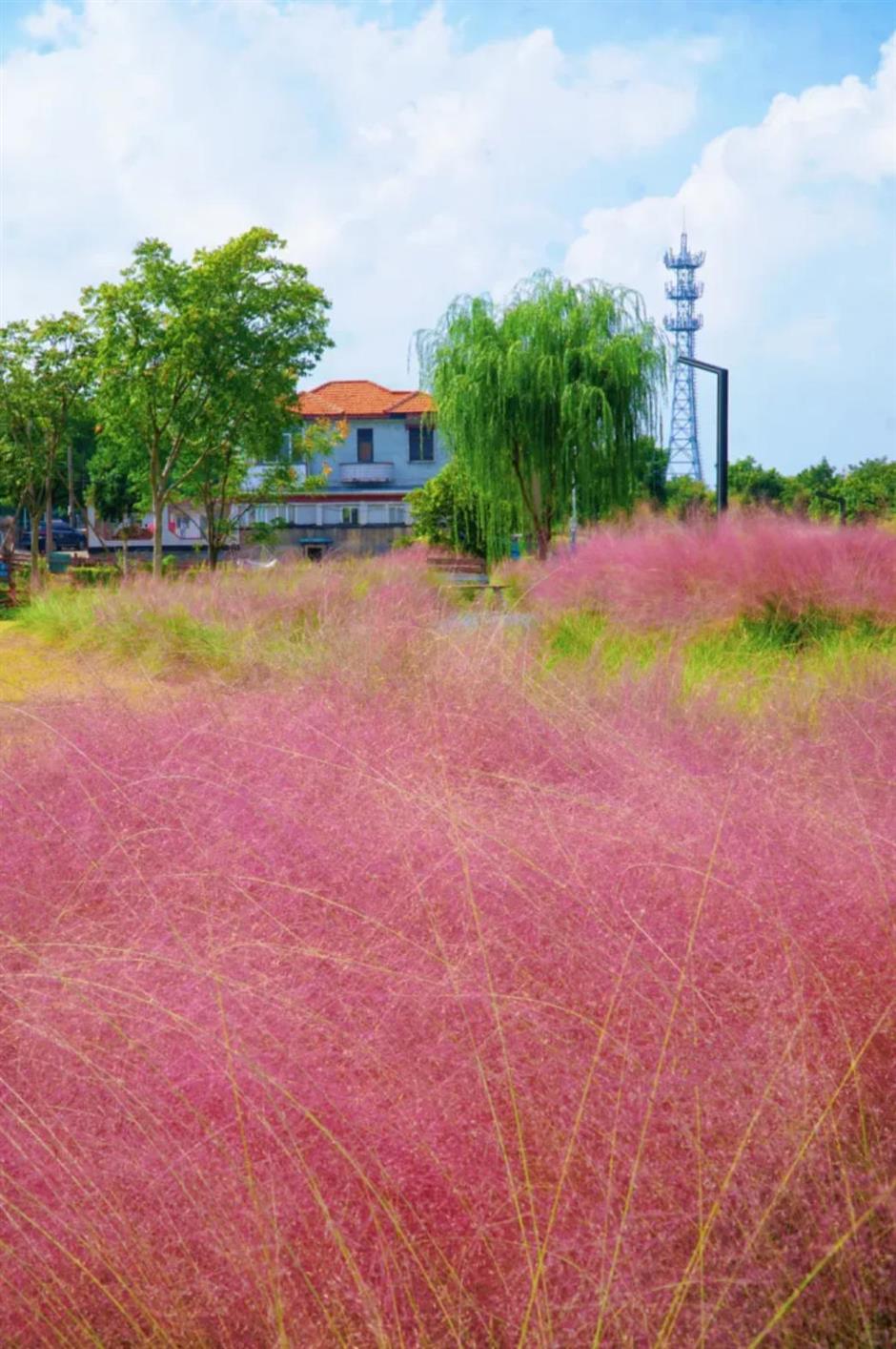 上海又一波粉黛花海,这些冷门地超惊艳!
