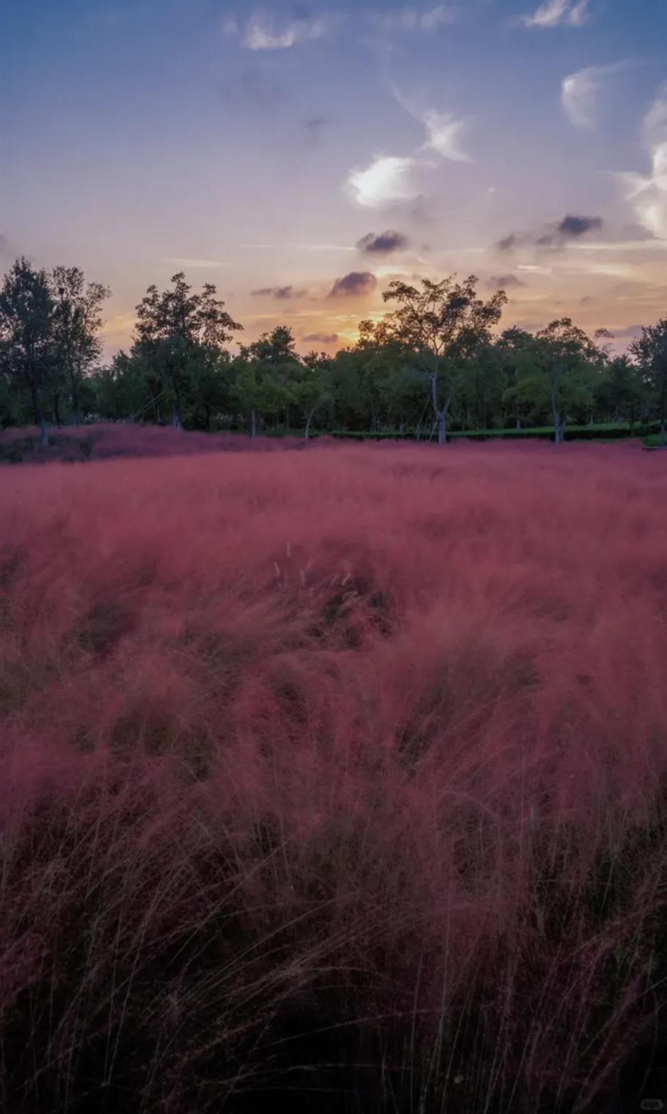 上海又一波粉黛花海,这些冷门地超惊艳!