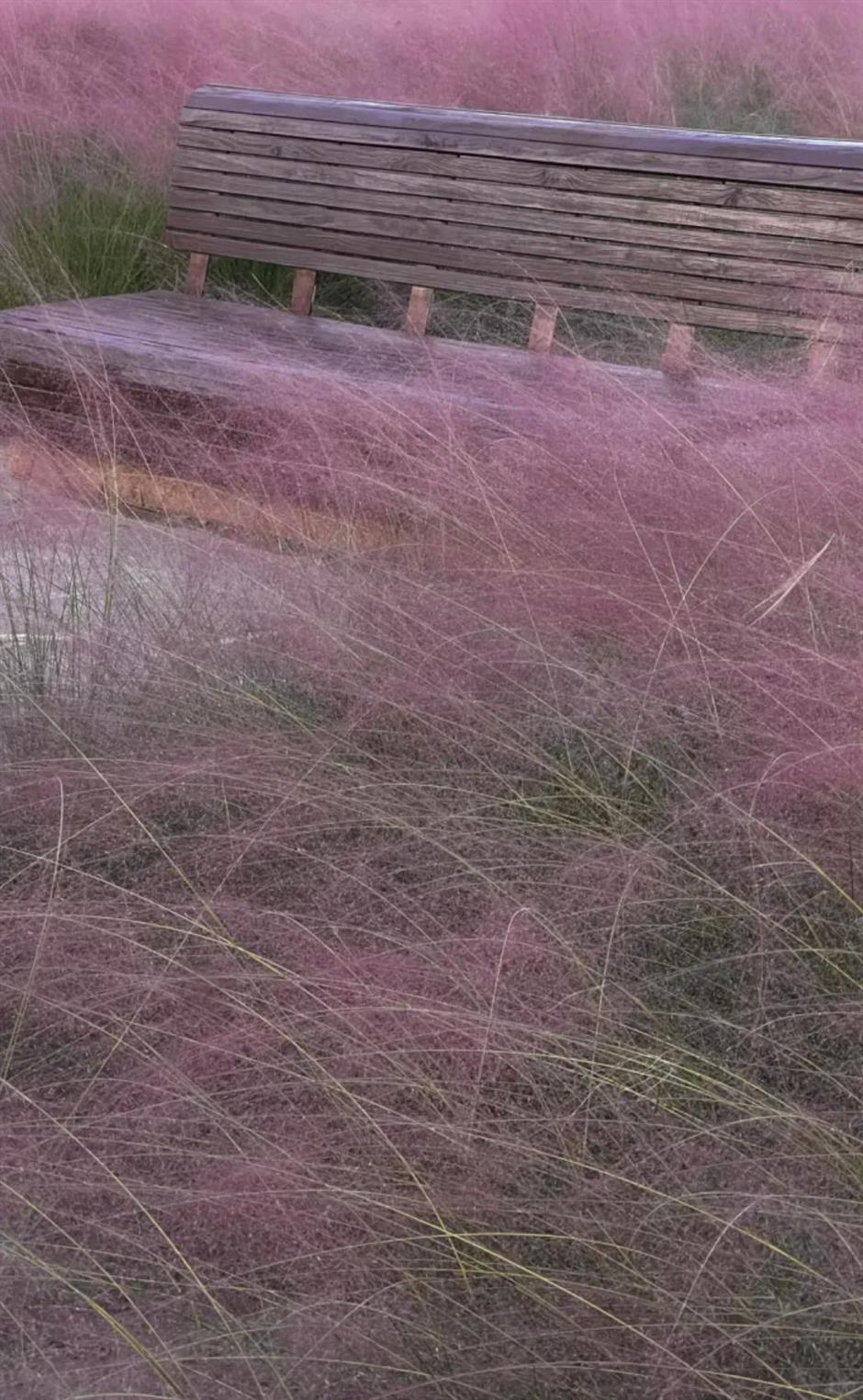 上海又一波粉黛花海,这些冷门地超惊艳!