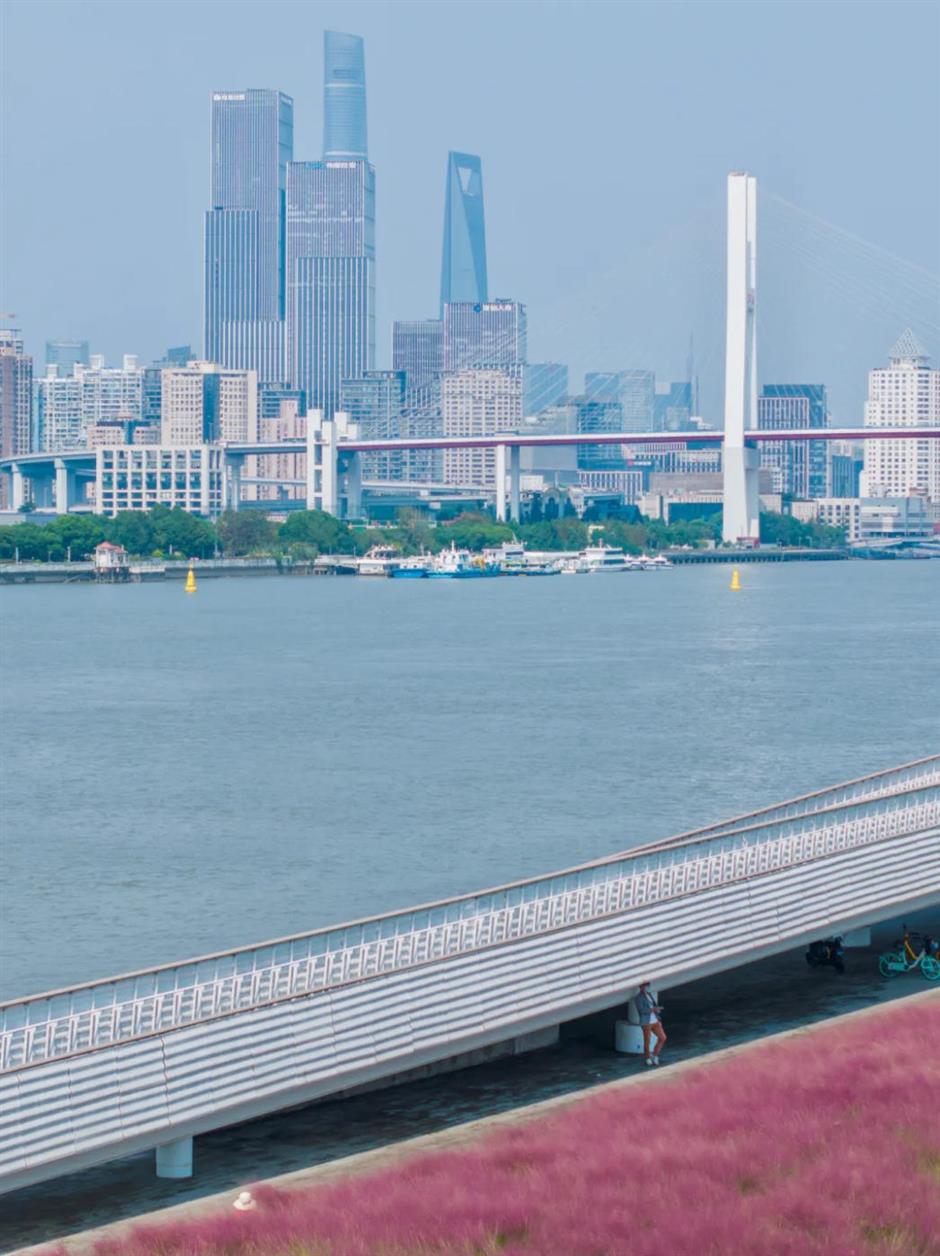 上海又一波粉黛花海,这些冷门地超惊艳!