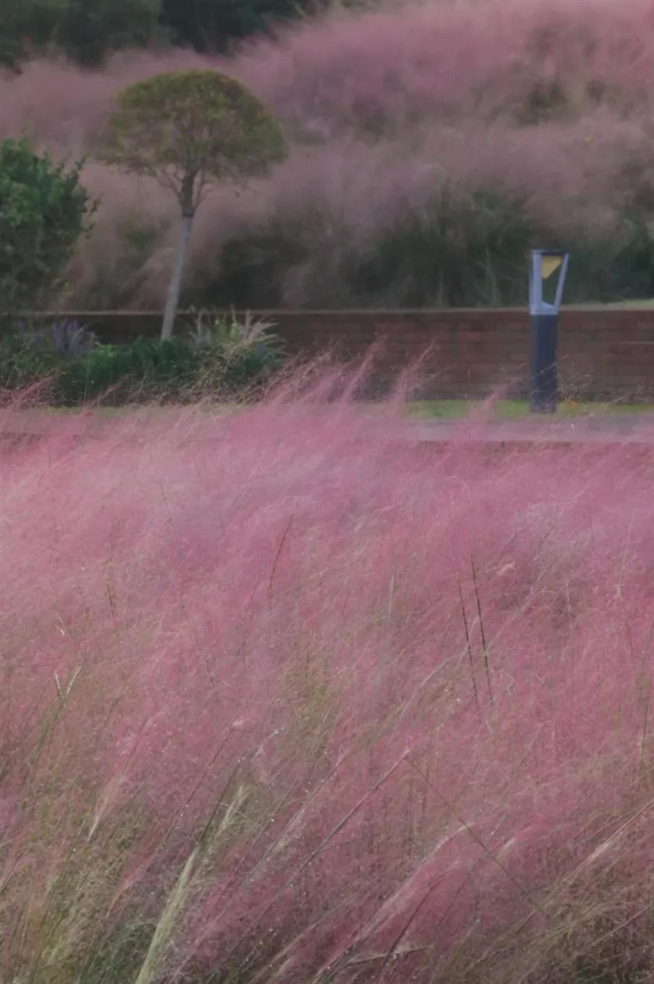 上海又一波粉黛花海,这些冷门地超惊艳!