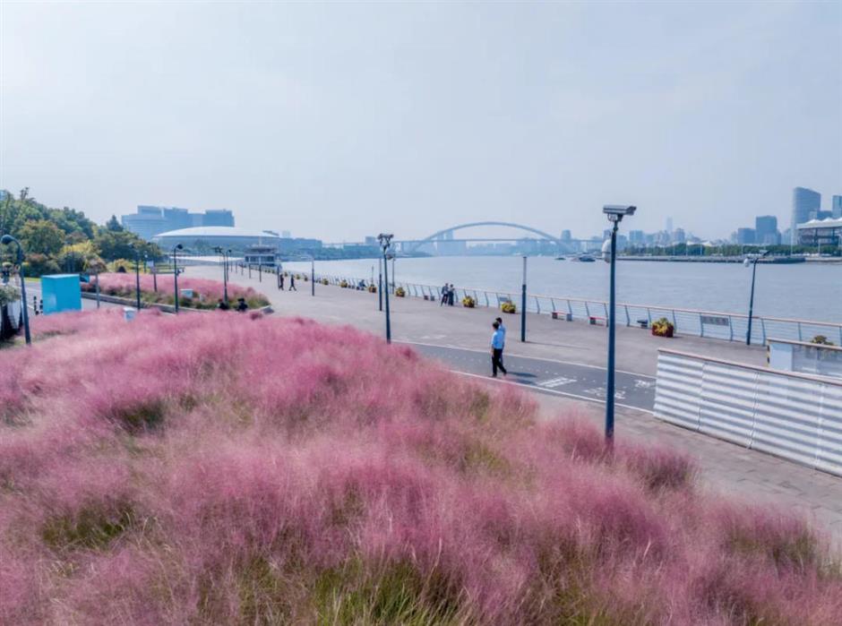 上海又一波粉黛花海,这些冷门地超惊艳!