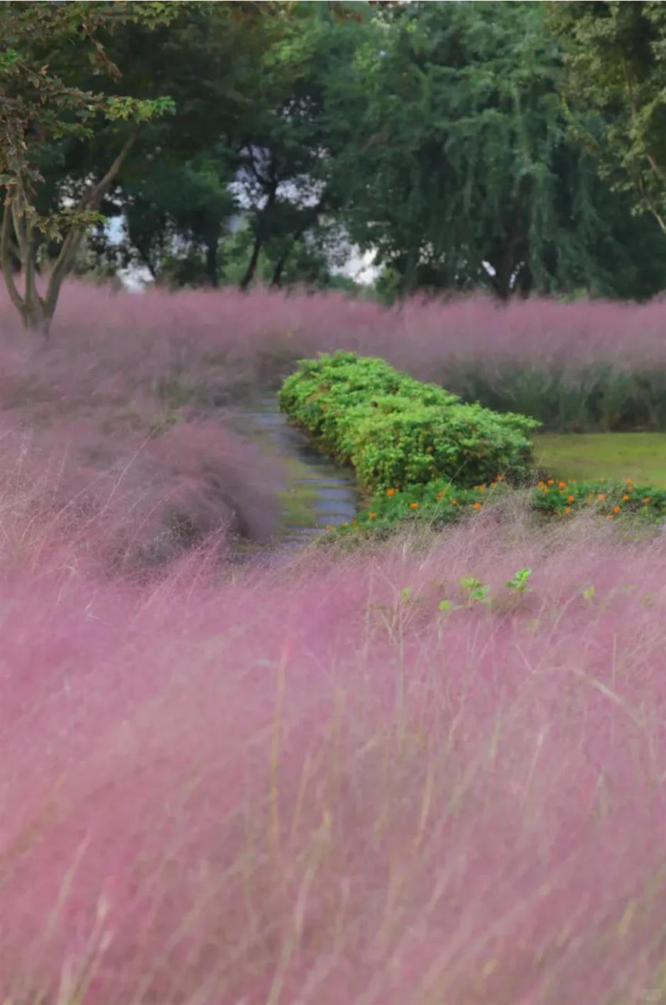 上海又一波粉黛花海,这些冷门地超惊艳!