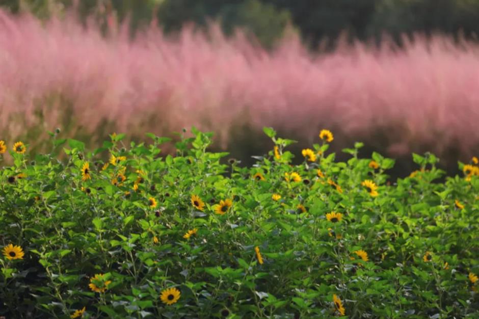 上海又一波粉黛花海,这些冷门地超惊艳!