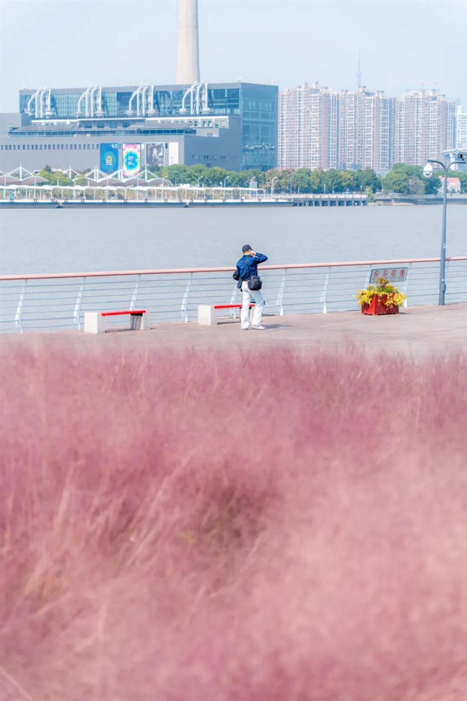 上海又一波粉黛花海,这些冷门地超惊艳!