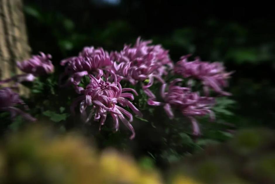 秋日限定:一半花海浪漫,一半园林诗意,再添登高寻韵