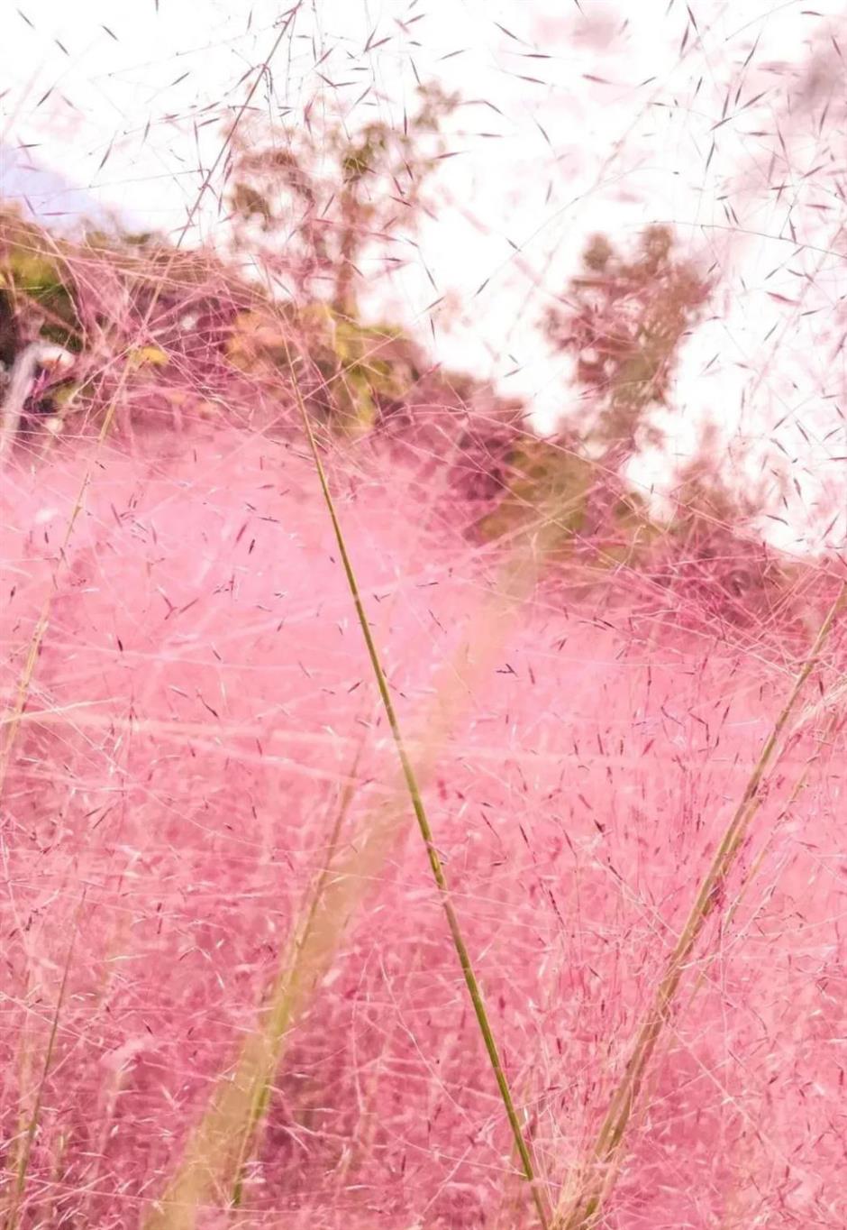 上海又一波粉黛花海,这些冷门地超惊艳!