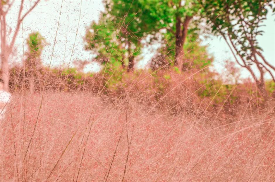 上海又一波粉黛花海,这些冷门地超惊艳!