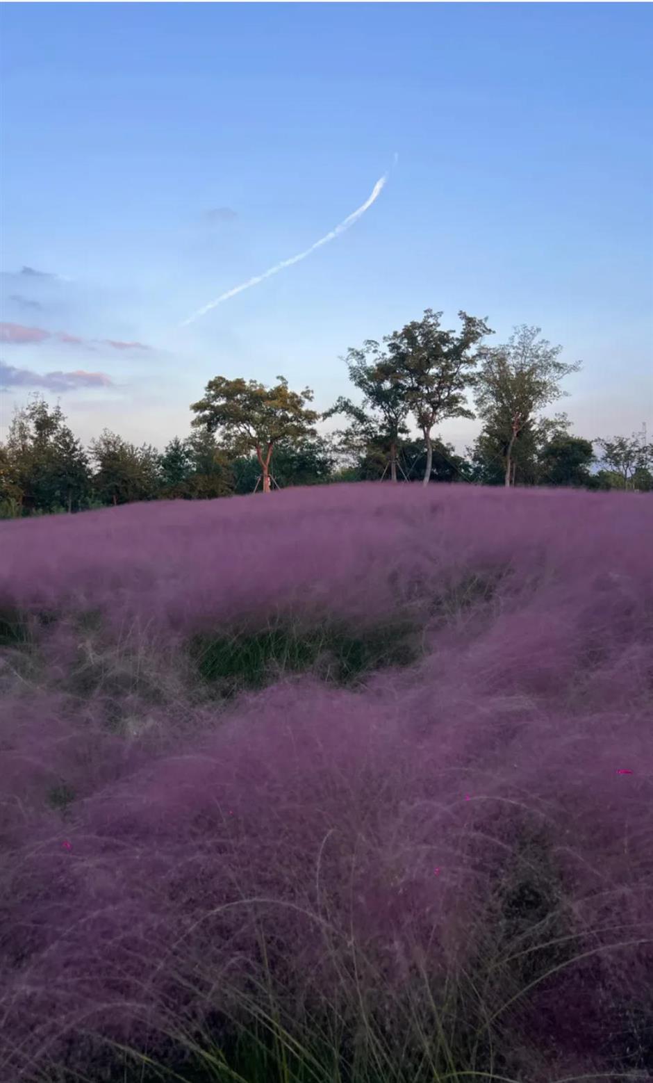 上海又一波粉黛花海,这些冷门地超惊艳!