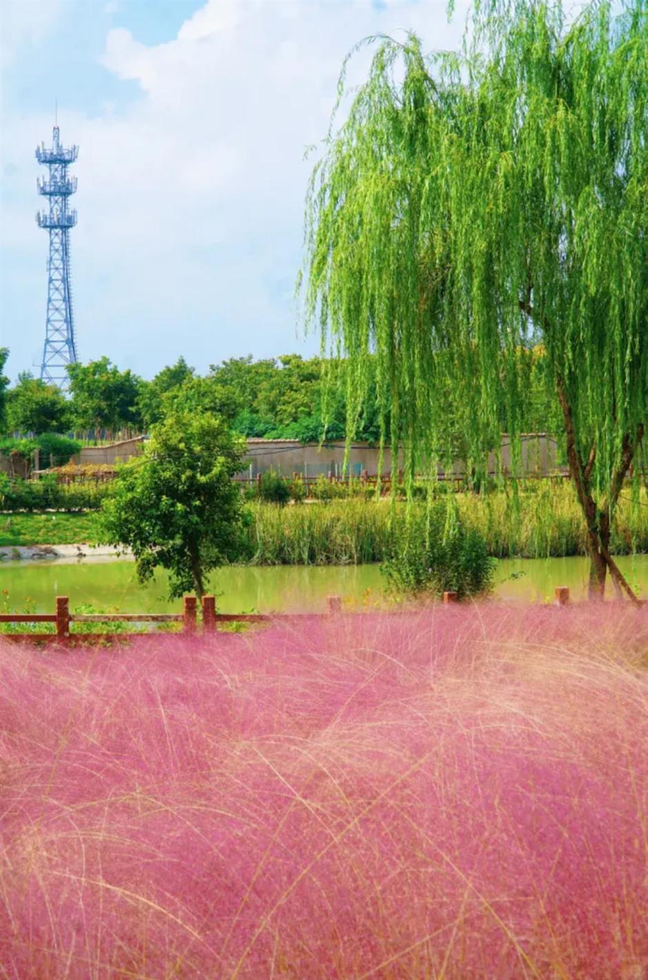 上海又一波粉黛花海,这些冷门地超惊艳!
