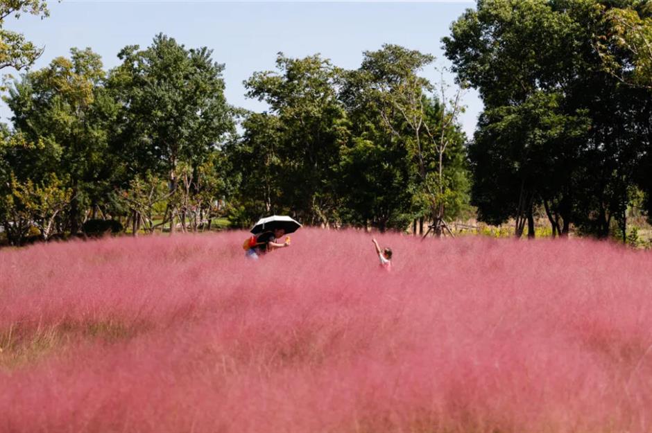 上海又一波粉黛花海,这些冷门地超惊艳!