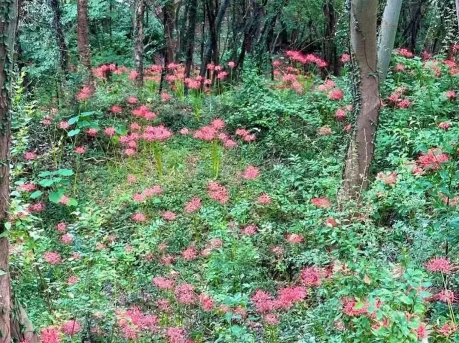 秋日限定:一半花海浪漫,一半园林诗意,再添登高寻韵