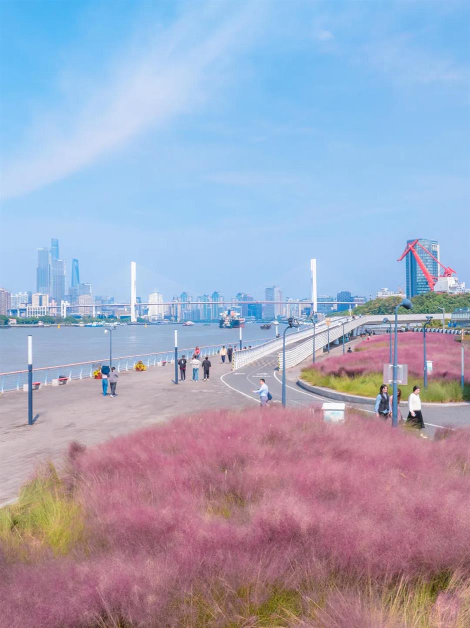 上海又一波粉黛花海,这些冷门地超惊艳!