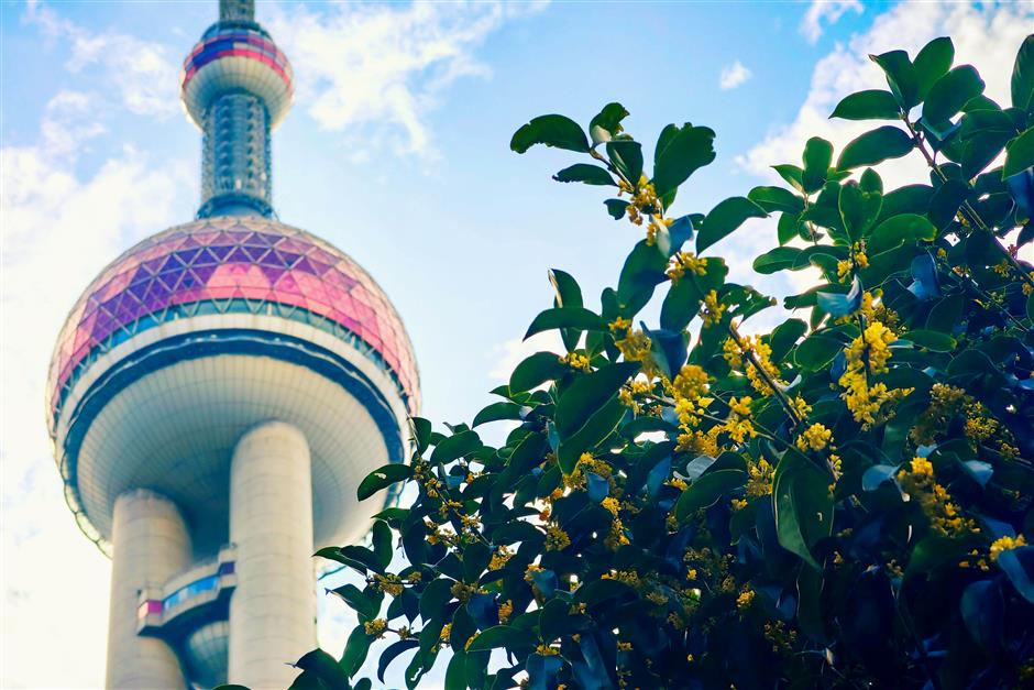 Familiar Fragrance: The Late Blooming Osmanthus in Shanghai