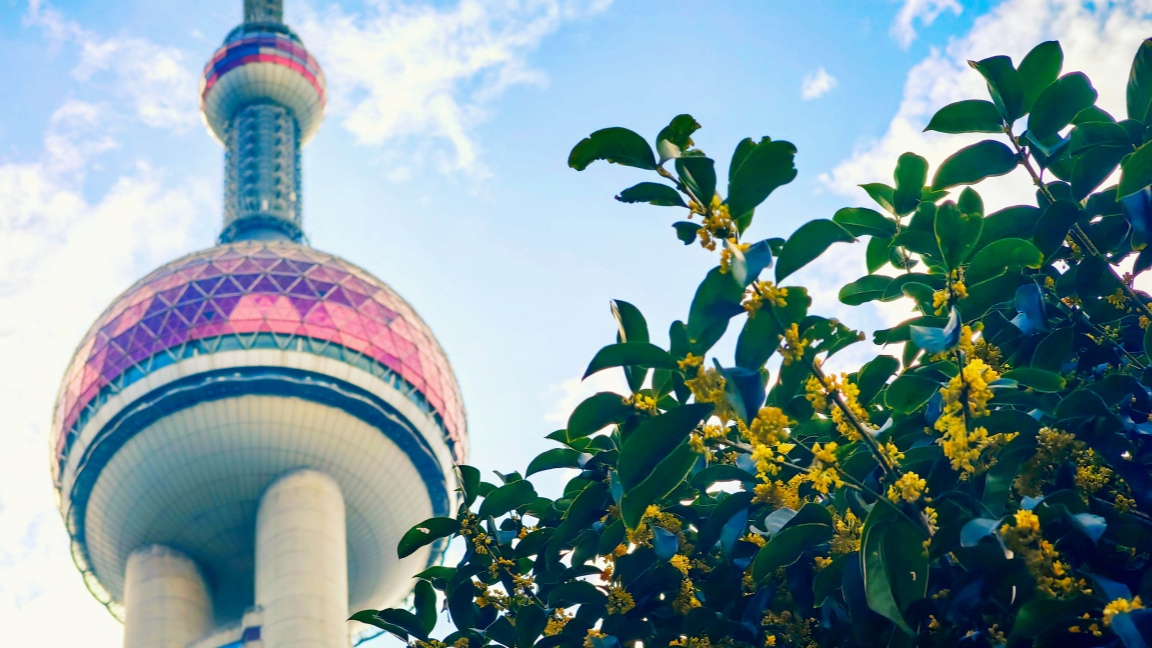 Familiar Fragrance: The Late Blooming Osmanthus in Shanghai