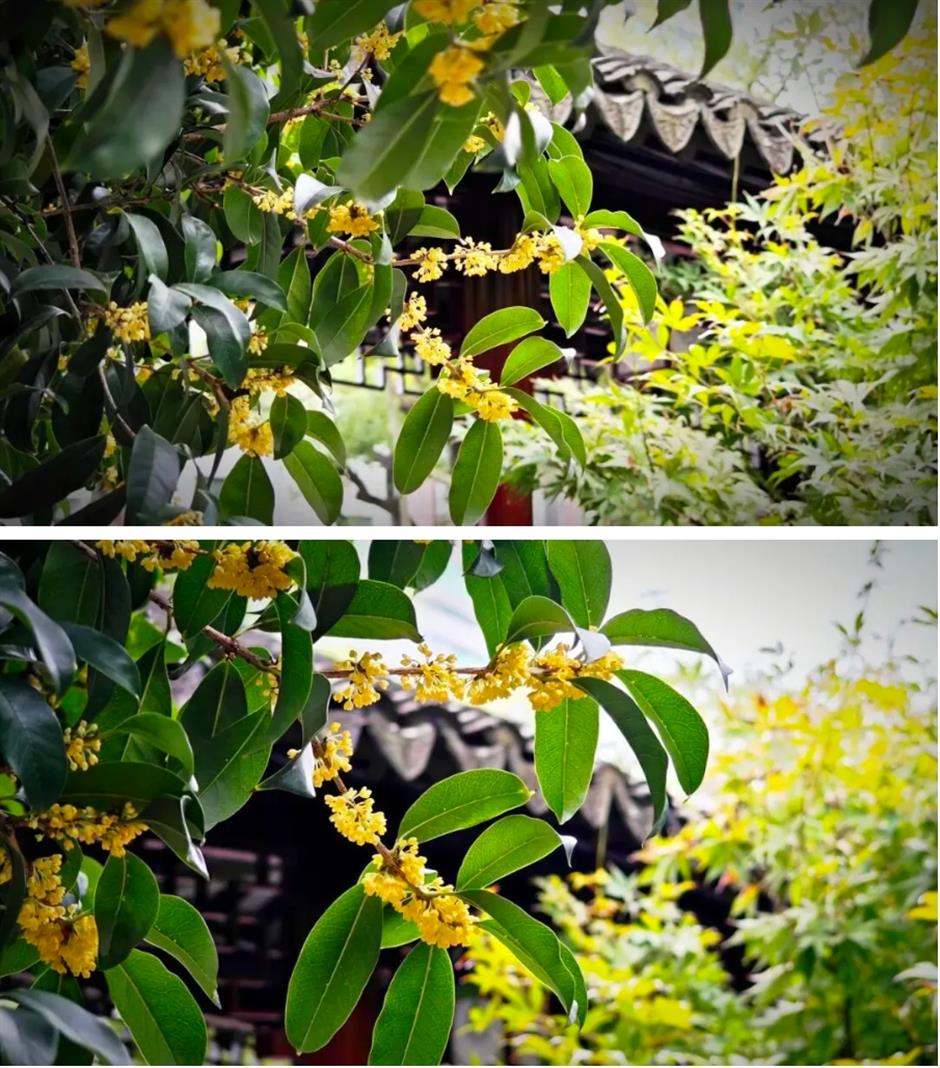 金秋顶流回归、多家公园免票入园、《繁花》终季首演.....一周文旅生活