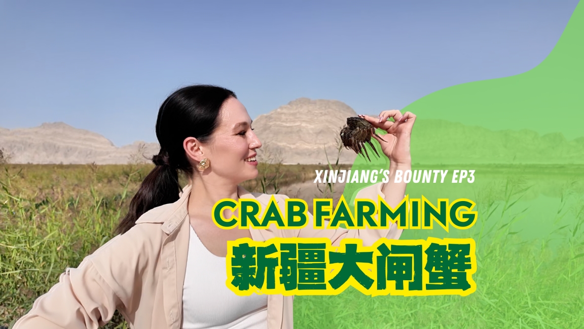 Xinjiang's Bounty Ep 3: A Watery Oasis for Crab Farming