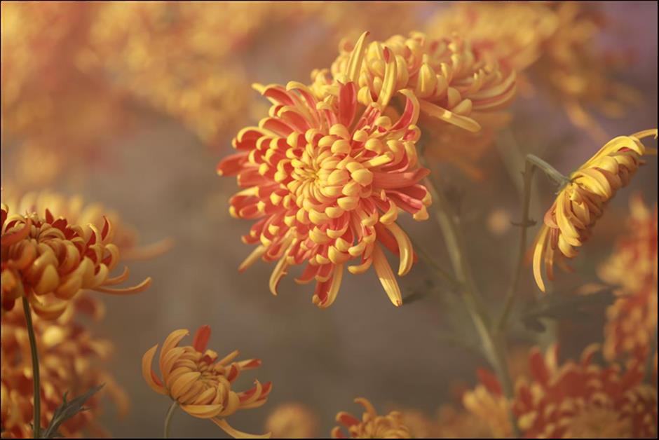 秋日限定!这场魔都花事盛宴别错过!