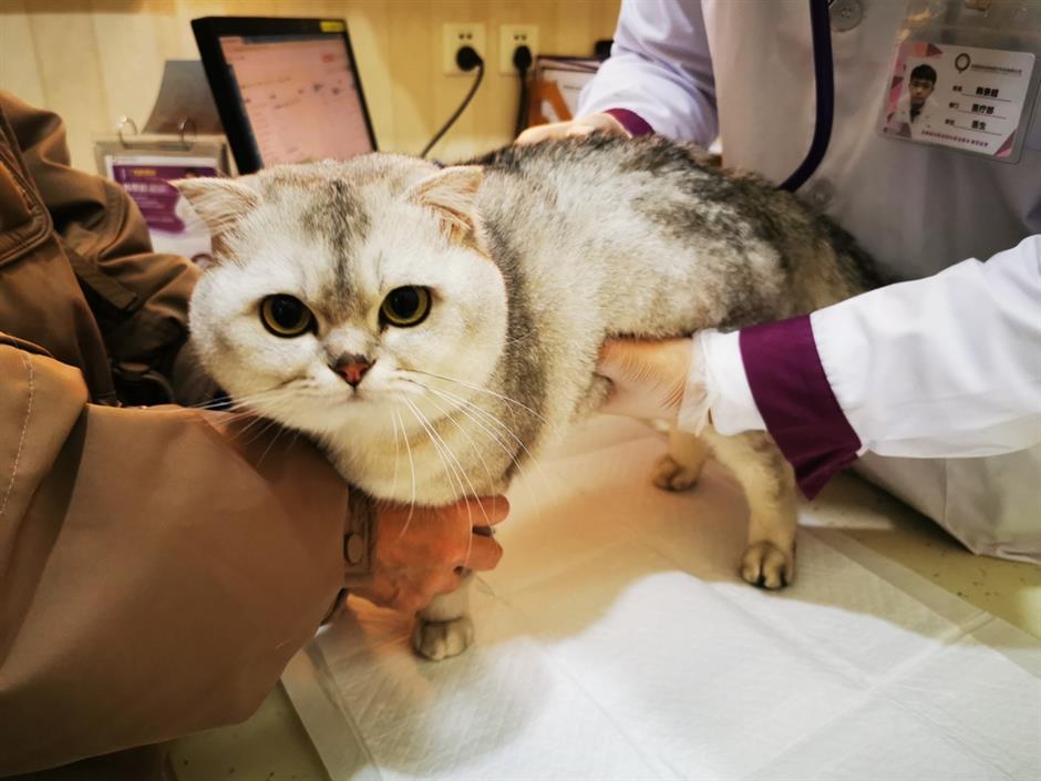 Guangzhou Pushes Untraceable Pet Blood Ban Amid 'Blood Cat' Fear