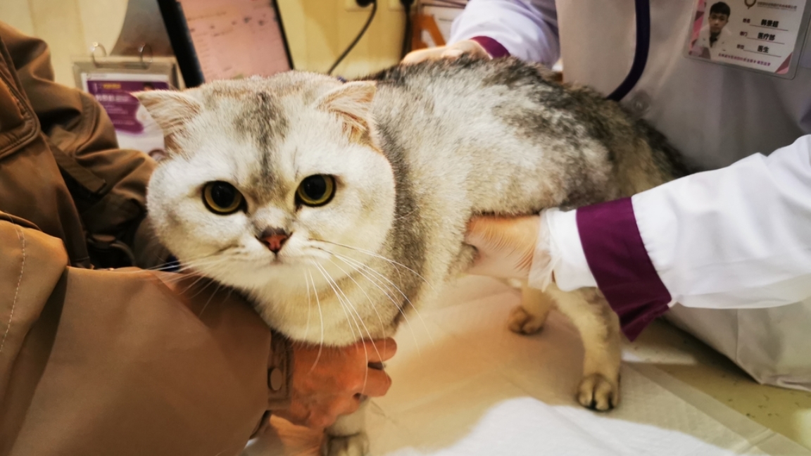 Guangzhou Pushes Untraceable Pet Blood Ban Amid 'Blood Cat' Fear