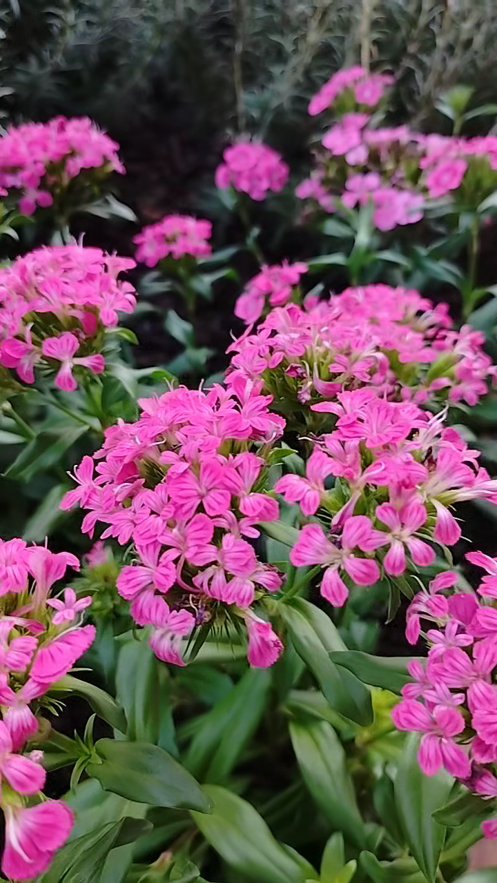 Plant Diversity! Discovering the Idyllic Side of Our Urban Heartland